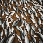 Fish dying on a net