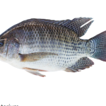 tilapia fish